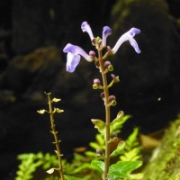Scutellaria violacea var. rotunda L.H.Cramer